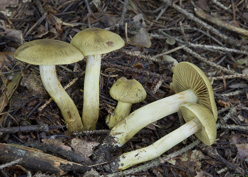 Cortinarius venetus